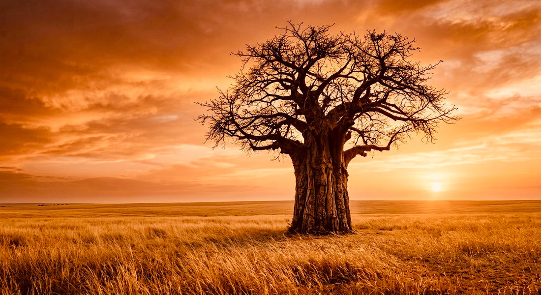 Roots & Rituals: The Sacred Heritage of Baobab Oil